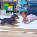 犬が『赤ちゃんの子…