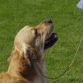 愛犬との主従関係が…