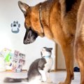 『猫嫌いの犬』が『…