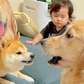 小さな女の子が犬に…