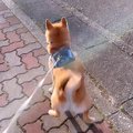 犬が散歩中に家族と…