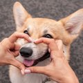 犬も『恋』をするの…