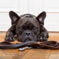 犬の散歩で使うべき…