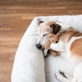 犬にとって『不快な…