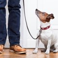 必ずやろう！犬のし…