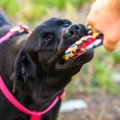 飼い犬に手を噛まれ…