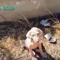 衰弱した子犬2匹を保…