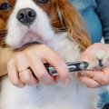 犬に『爪切り』をす…