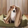 犬が『恐怖』を感じ…