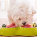 愛犬の生食メニュー…