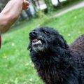 犬が飼い主に唸って…