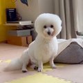 『９年間、狭いケー…
