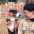 わんぱぱ奔放ラジオ♪…