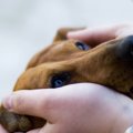 犬がパニックになっ…
