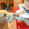 なぜか大型犬が『赤…