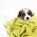 犬が『ブルブルと震…