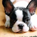 飼い主以外に懐かな…