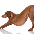 犬が「伸び（背伸び…