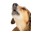 犬がサイレン（救急…