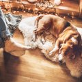 犬にとっての『楽な…