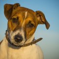 犬の飼い主が知らな…