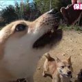 保健所出身『野犬』…
