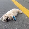 歩きたくなーい！突…