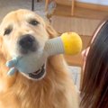 大型犬が『お姉ちゃ…