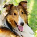 名犬ラッシーの犬種…