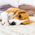 休憩してあげて！犬…