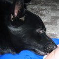 犬の本能 ～躾をする…