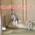 犬が『ボール遊び』…