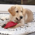 盲導犬候補の犬が感…