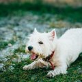 犬が『おねだり』を…