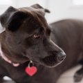 犬の鑑札とは？つけ…