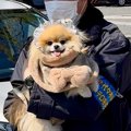 犬を散歩していただ…