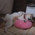 野生を忘れてのんび…