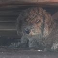廃材置き場に居つい…