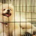 犬を留守番させる時…