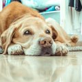犬の「隠れ老化」サ…