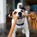 犬にとって『超危険…
