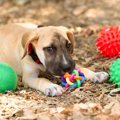 犬がプラスチックを…