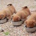 犬に絶対NGな『手作…