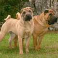 シャーペイ｜犬種の…