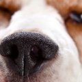 犬が鼻水を垂らすと…