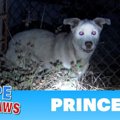 保護前後の犬の心理…