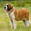 犬の年齢ごとに必要…