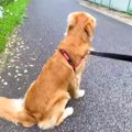 犬の散歩中『ママが…