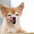 犬が『お腹いっぱい…