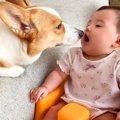 犬が『赤ちゃんの見…